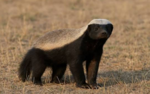 Honey Badger